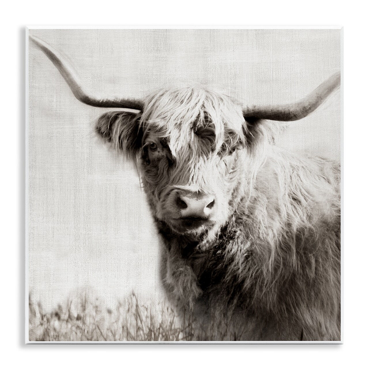 Stupell Industries Black & White Highland Cow Wall Plaque Art Design by Danita Delimont